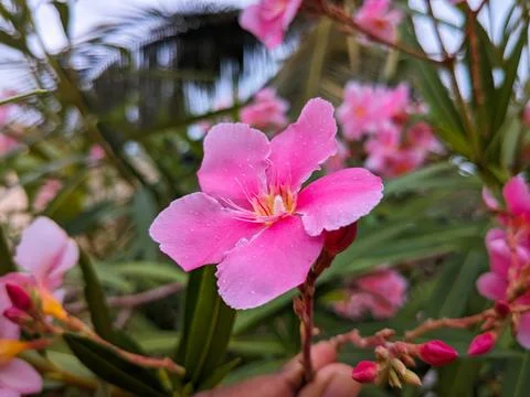 Pink Color tiny flower macro shot in the garden Stock Photos