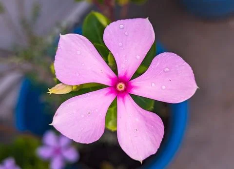 Pink Color tiny flower macro shot in the garden Stock Photos