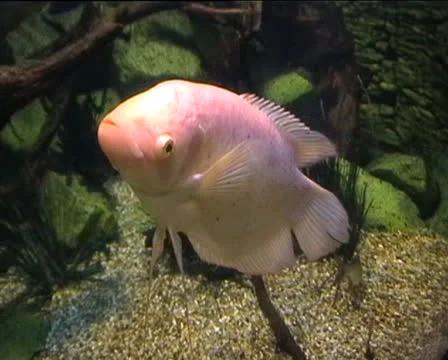 Pink Colored fish 스톡 동영상 22513073