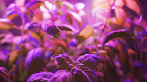Pink colored LED lamp bulb light source for young plants to grow quicker or when Stock Footage 105633659