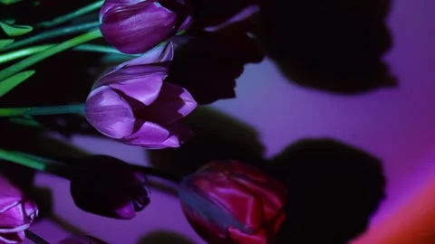 Pink colored tulip flower in neon light on blue and purple gradient background Stock Footage 264476992