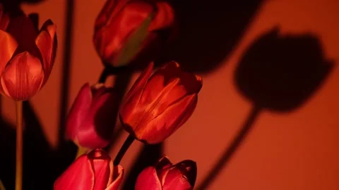 Pink colored tulip flower in red neon light on blue and purple gradient Stock Footage 267814012