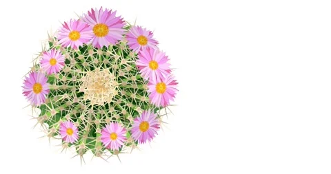 Pink colorful flower loop 4K animation of blooming cactus Vidéo 202066943