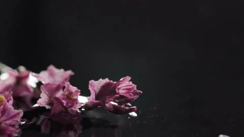 Pink colors on a black background with drops of water. macro shooting. 240 fps. Stock Footage 156999322