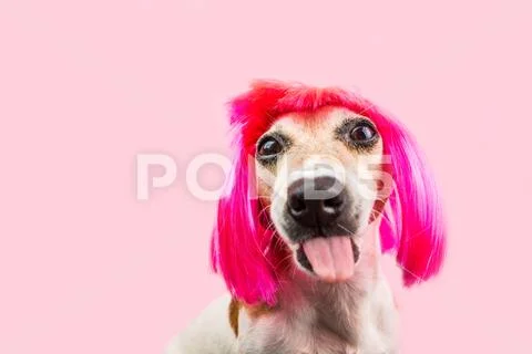Pink colors funny bully dog in wig showing tongue Stock Photos