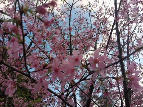 Pink colours of cherry tree in full blossom, under bright blue sky Stock Photos
