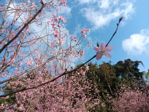 Pink colours of cherry tree in full blossom, under bright blue sky Stock Photos