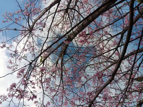 Pink colours of cherry tree in full blossom, under bright blue sky Stock Photos
