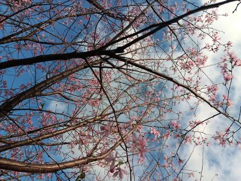 Pink colours of cherry tree in full blossom, under bright blue sky Stock Photos
