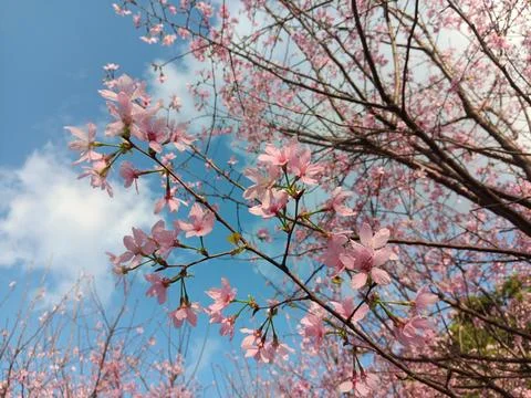 Pink colours of cherry tree in full blossom, under bright blue sky Stock Photos