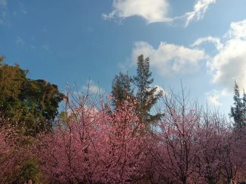 Pink colours of cherry tree in full blossom, under bright blue sky Stock Photos