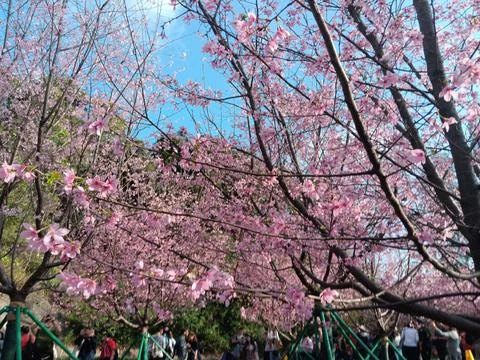 Pink colours of cherry tree in full blossom, under bright blue sky Stock Photos