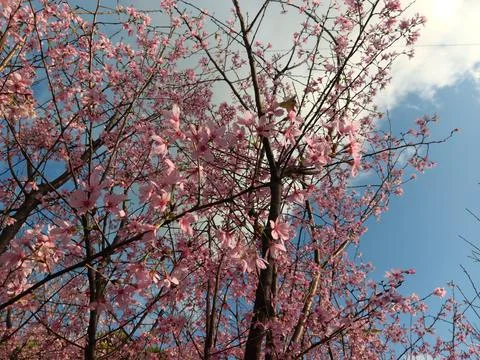 Pink colours of cherry tree in full blossom, under bright blue sky Stock Photos