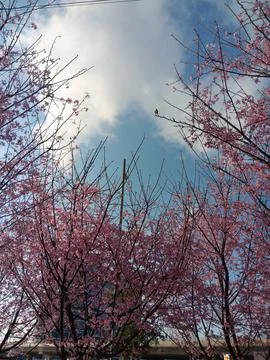 Pink colours of cherry tree in full blossom, under bright blue sky Stock Photos