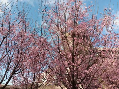 Pink colours of cherry tree in full blossom, under bright blue sky Stock Photos
