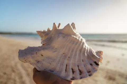 Pink conch shell resting on sandy beach at sunrise 写真素材