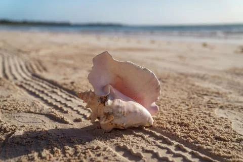 Pink conch shell resting on sandy beach at sunrise 库存照片
