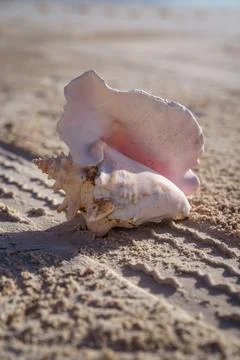 Pink conch shell resting on sandy beach at sunrise 库存照片