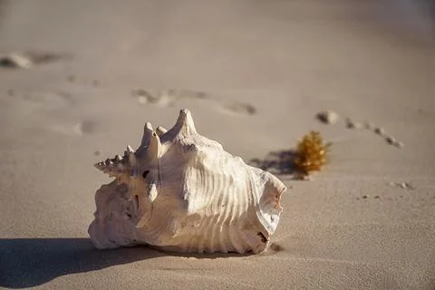 Pink conch shell resting on sandy beach at sunrise 库存照片