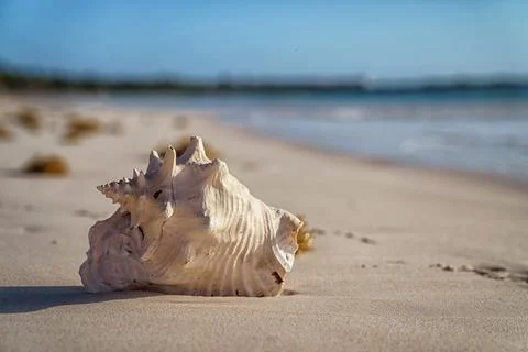 Pink conch shell resting on sandy beach at sunrise 库存照片