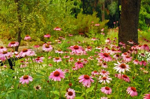 Pink coneflowers Foto stock