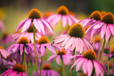 Pink Coneflowers Stock Photos