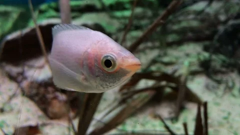 Pink convict cichlid Stock Footage 99653661