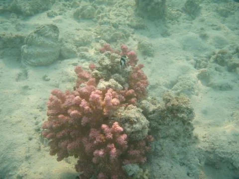 Pink coral Foto stock