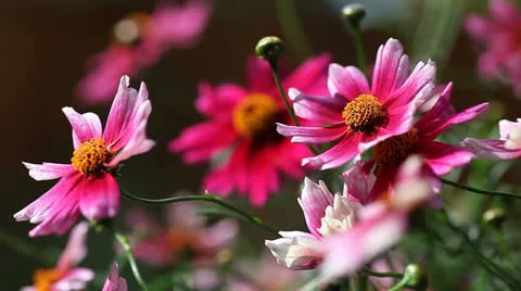 Pink coreopsis flowers Stock Footage 25634815