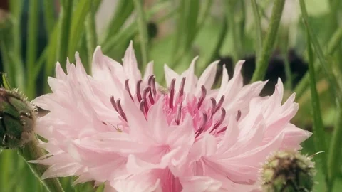 Pink cornflower blowing in the wind macro close up background stock footage Stock Footage 337878893