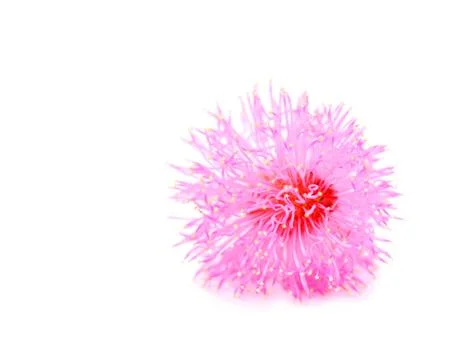 Pink Cornflower - Centaurea on a white background, pink flower on white Stock Photos