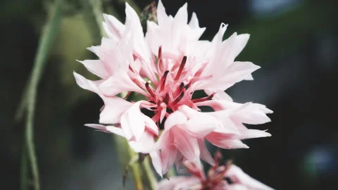 Pink cornflower vintage colour pull look close up stock footage Stock Footage 344720693