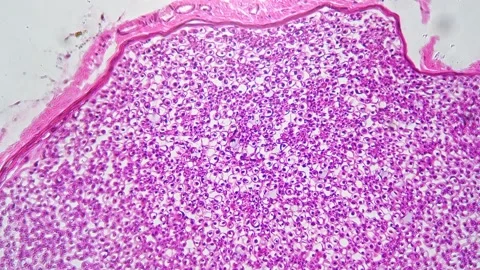 Pink corpus ventriculi in section filmed under microscope with 200x Stock Footage 220128287