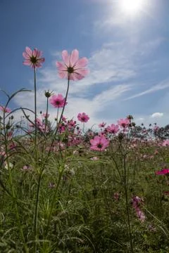 Pink cosmos field and sky Stock Photos