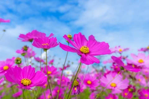 Pink cosmos flower blooming cosmos flower field with blue sky. Stock Photos