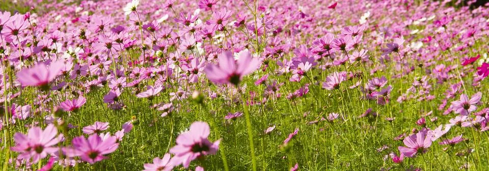 Pink cosmos flower blooming in the field. Stock Photos