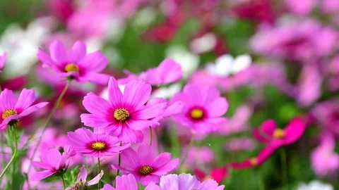 Pink cosmos flower. Stock-Footage 84451200