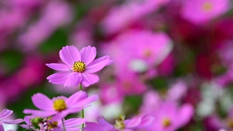 Pink cosmos flower. Stock Footage 84498209