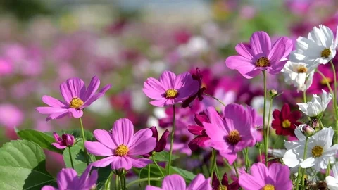 Pink cosmos flower Stock Footage 84937540