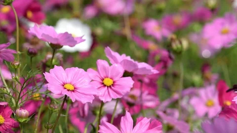 Pink cosmos flower. Stock Footage 85847343