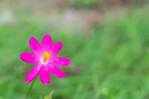 Pink Cosmos Flower On Green Background Stock-Fotos
