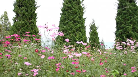 Pink cosmos flowers  Stock Footage 33497862