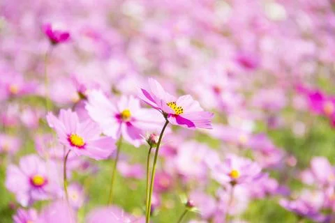 Pink cosmos flowers full blooming in the field. Stock Photos