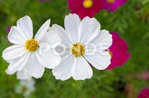 Pink cosmos flowers Stock Photos