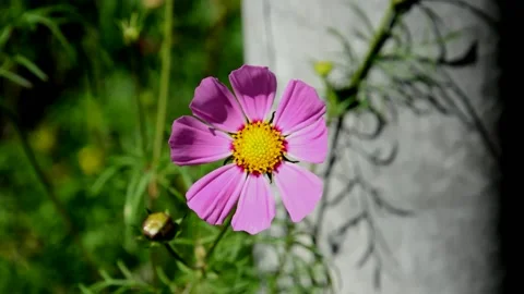 Pink cosmos Stock Footage 214547362