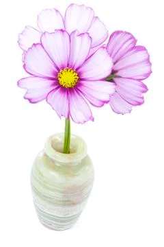 Pink cosmos Stock Photos