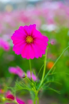 Pink cosmos Stock Photos