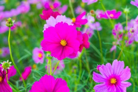 Pink cosmos Stock Photos