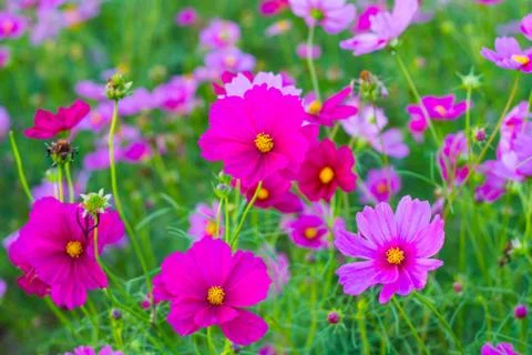 Pink cosmos Stock Photos