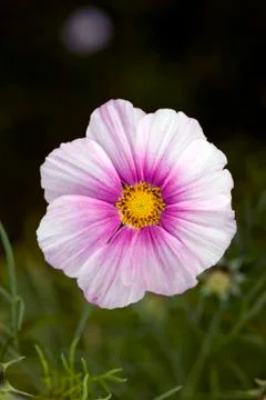 Pink cosmos Stock Photos